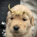 @amoredorogoldens
