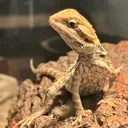 @godzillathedragon