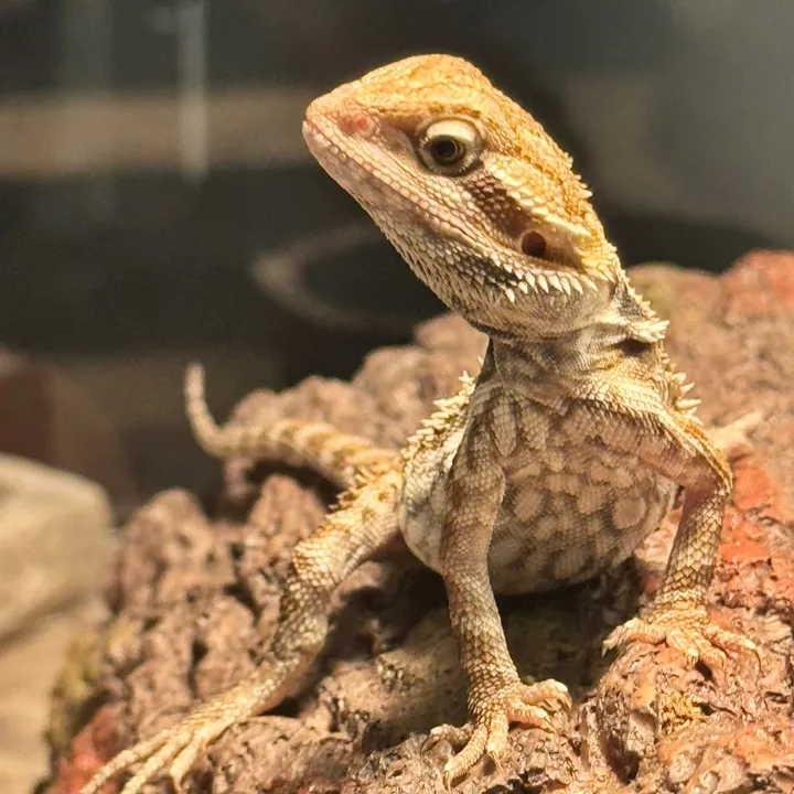 godzillathedragon