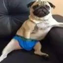 @brazailianguy