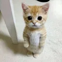 @aandelyse