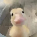 @gumball6741