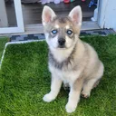 @nikothealaskankleekai