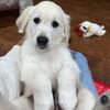 dunkinthegolden21