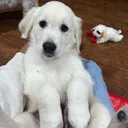 @dunkinthegolden21