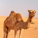 @camellovers1
