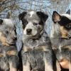 jonahsarkanimalrescue