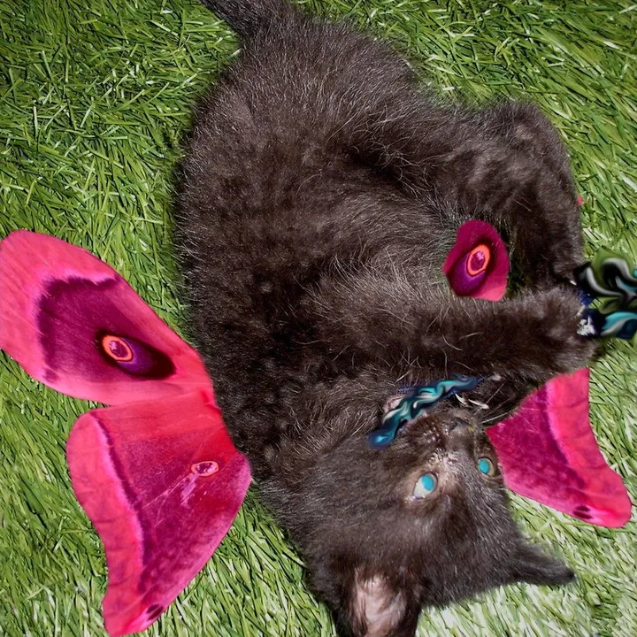 kittenmess