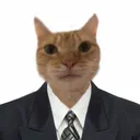 @cat44877