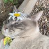 lemonyloulou