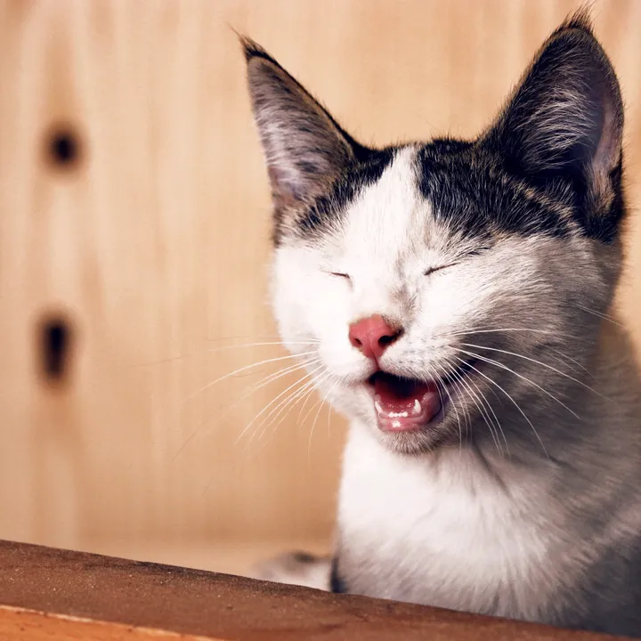 funnyanimalsworldr