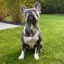 @peaches_pup