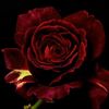 reni_2211
