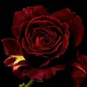 @reni_2211