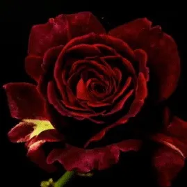 @reni_2211