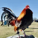 @totokagamefarm
