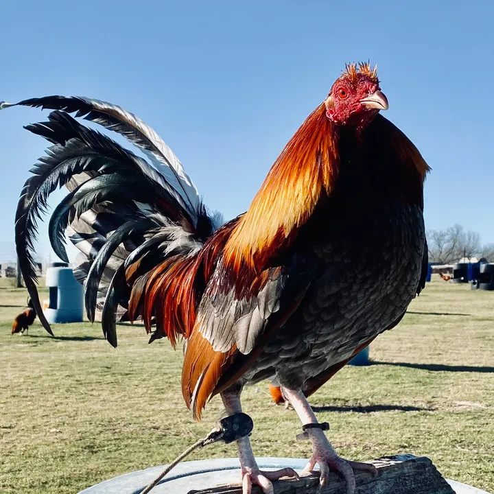 @totokagamefarm