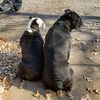 carolinabulldogs