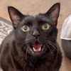 mannyhalloweencat