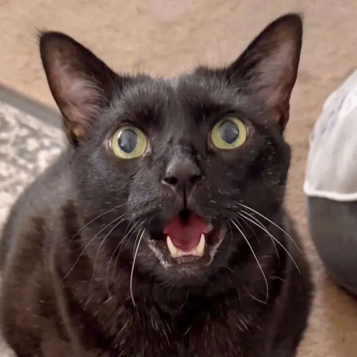 mannyhalloweencat