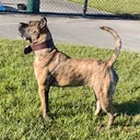 @kvngkennels