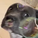 @luci.bully