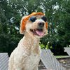 winston.dadoodle