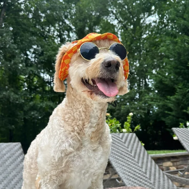 winston.dadoodle
