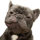 @shaqdfrenchie