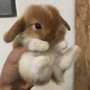 @samlovesbunnies