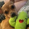 tequila_the_dog0
