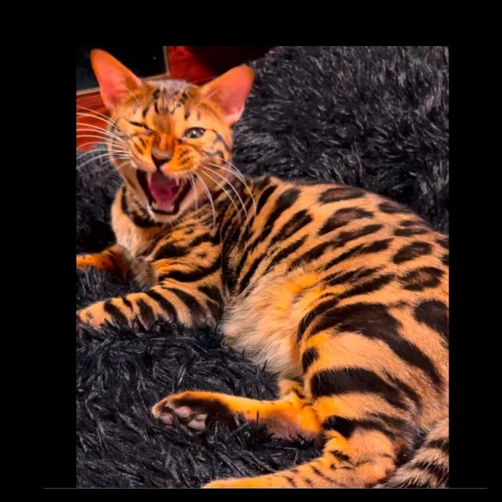 leopardcats216