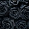 darkrose1only