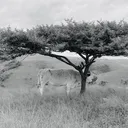 @veziproduction