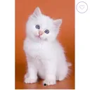 @catsoutthebags