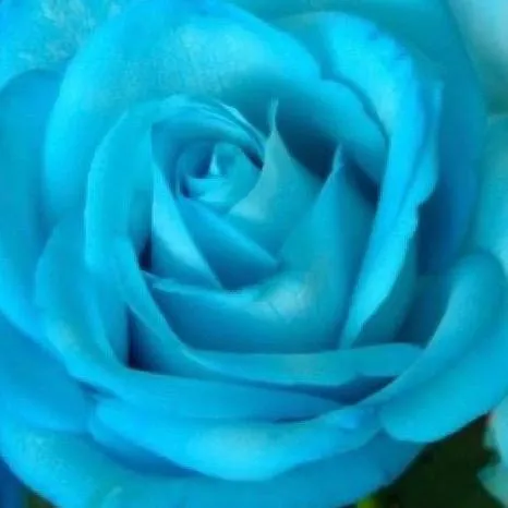 skyblue.2222
