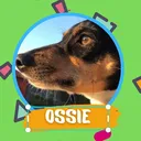 @ossie2020