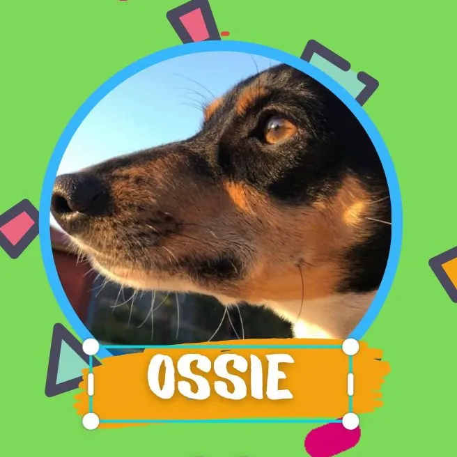 @ossie2020