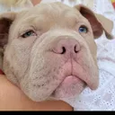 @americanbully.boyka