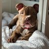 sammy_the_bulldog