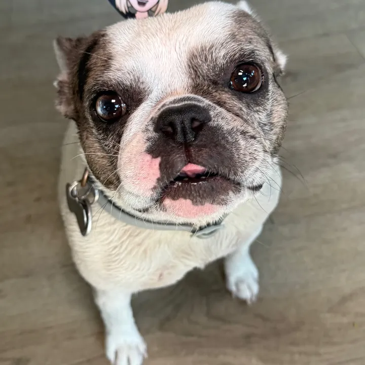 stellasobella