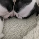 @bostonterrierkai