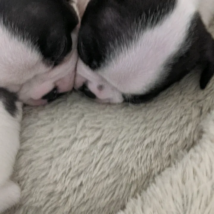 bostonterrierkai