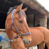 ypequestrian