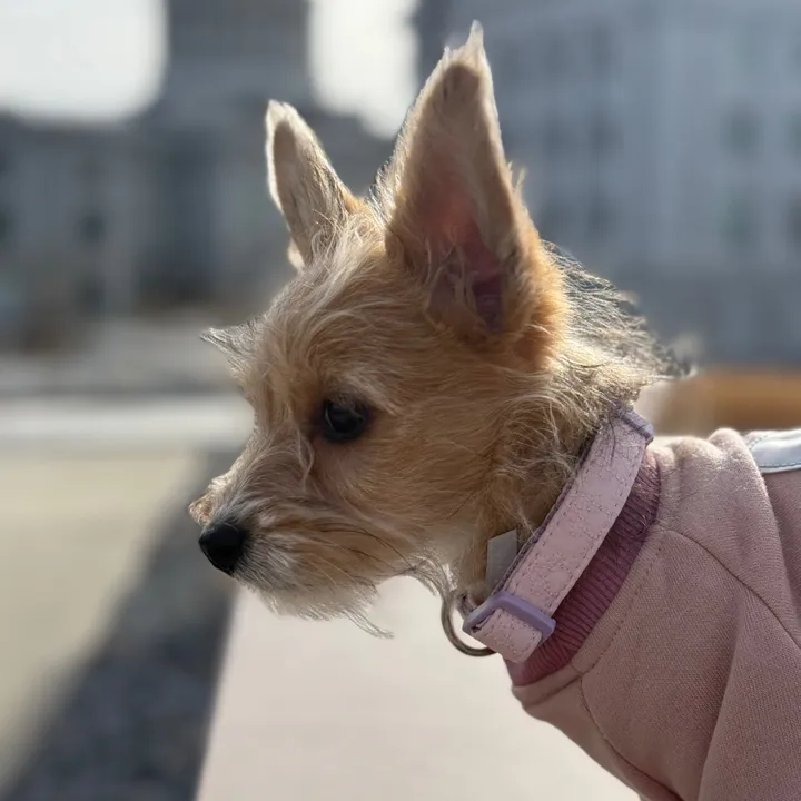 puppy_mynnie