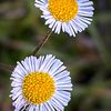 zerep1102