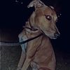 onemanandhisdog21