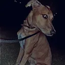 @onemanandhisdog21