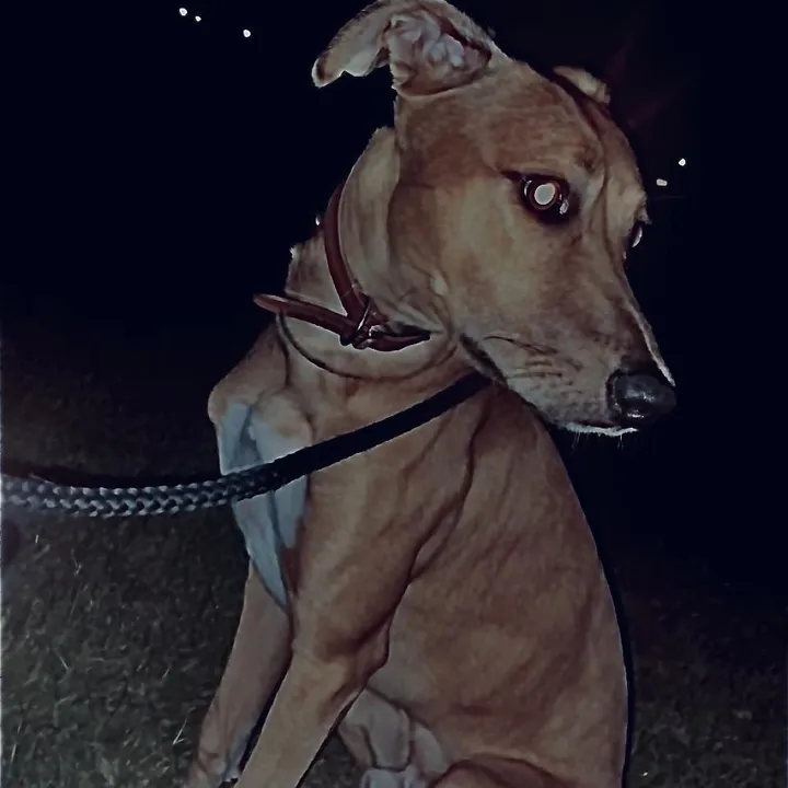 @onemanandhisdog21