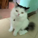 @nazifajuma